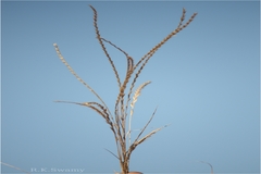 Tripogon purpurascens